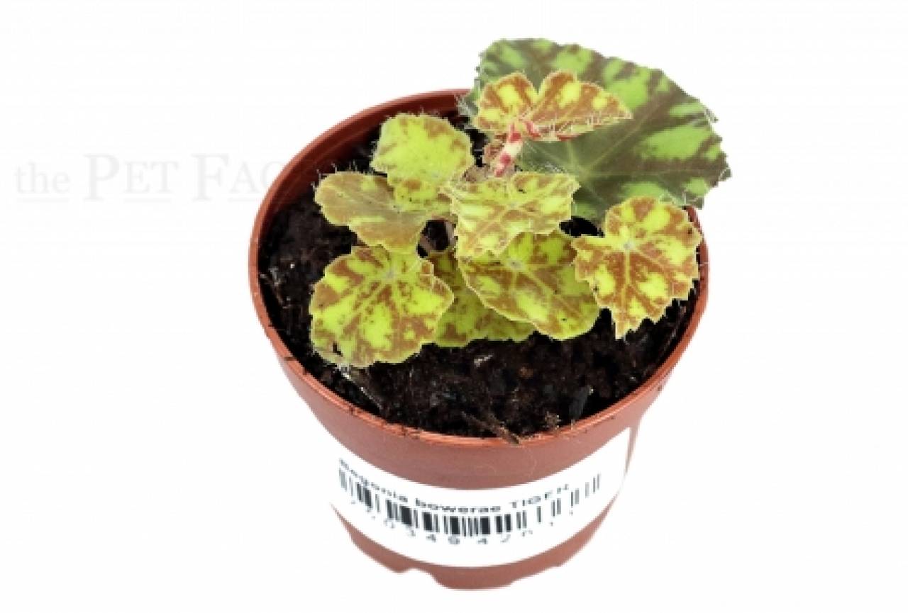 Begonia bowerae TIGER